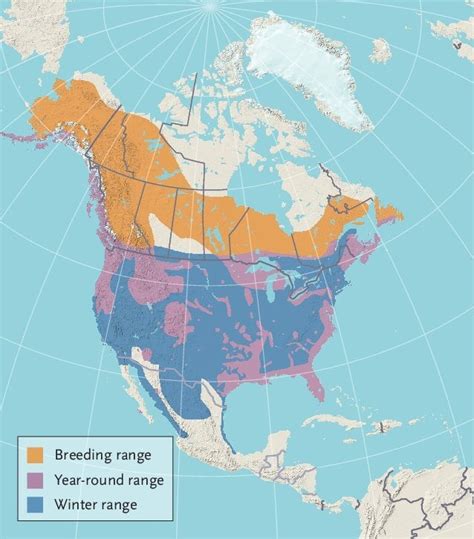 bald eagle distributors|bald eagle habitat range map.